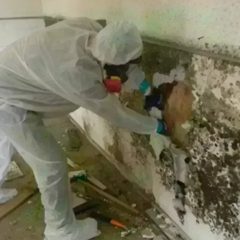 Mold Remediation and Removal in Point Pleasant, NJ